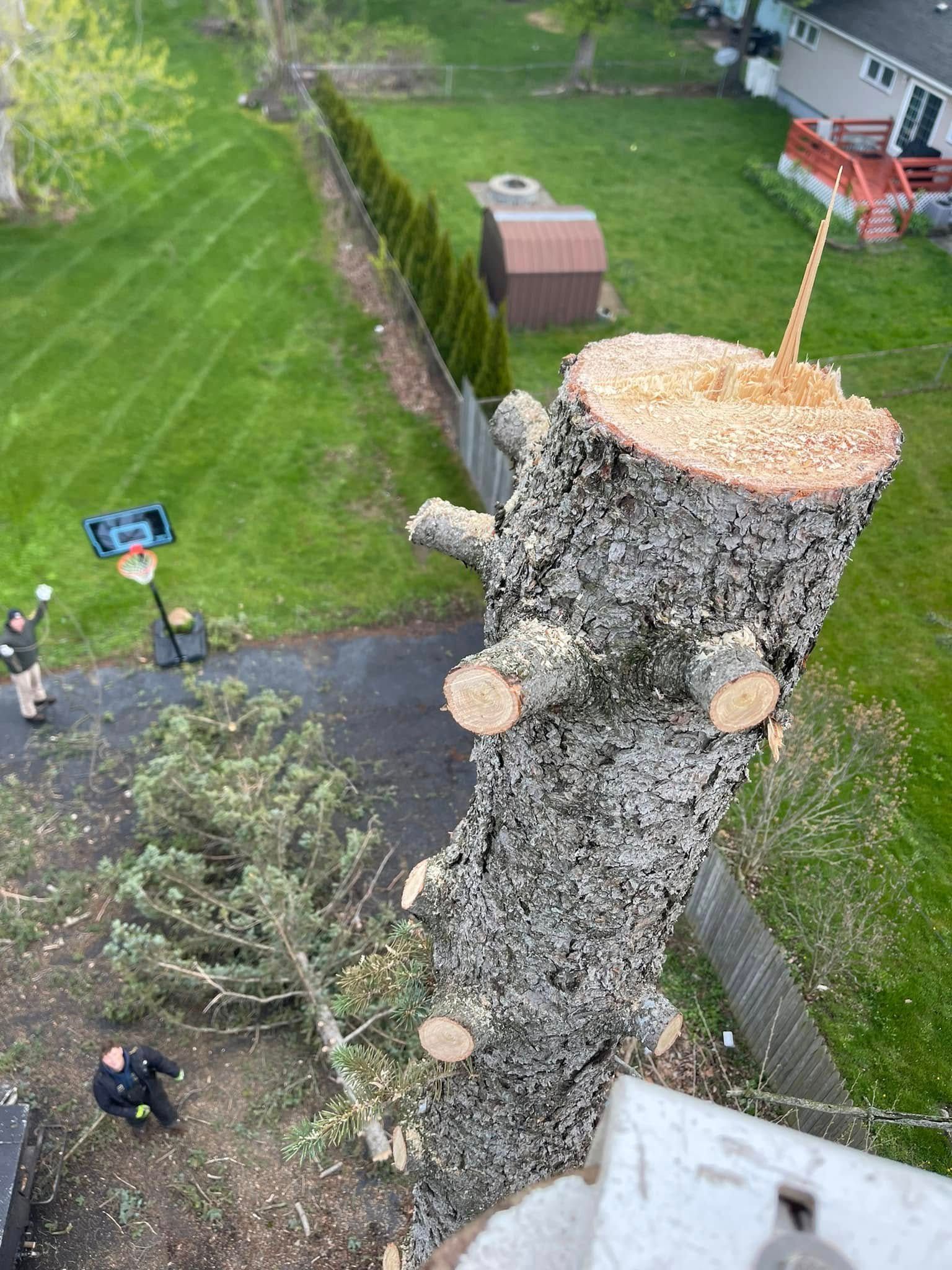 An aerial view shows two people below a large, partially cut tree trunk in a suburban yard with a basketball hoop.