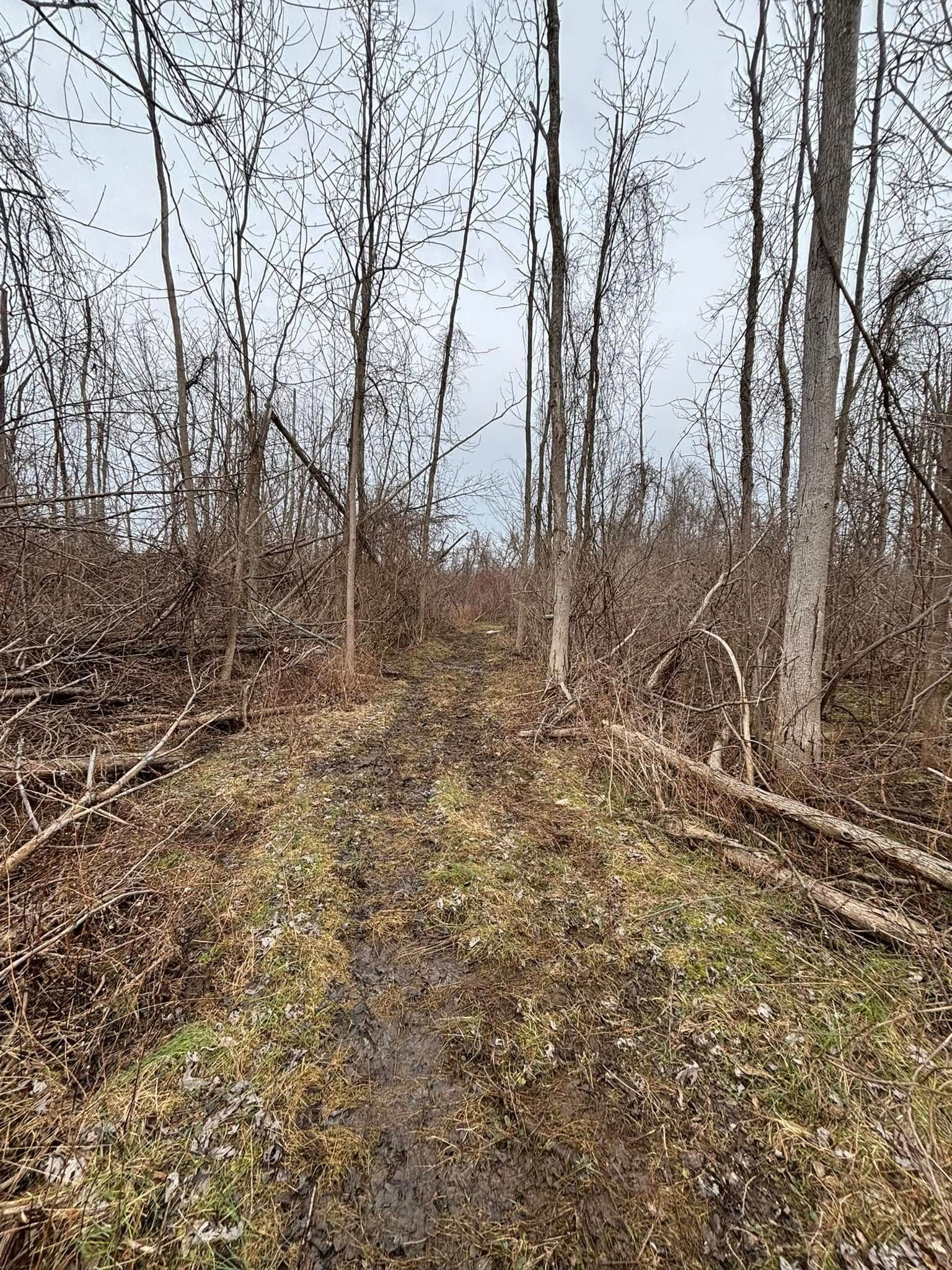 A dirt path leads into a dense forest of bare trees under an overcast sky.