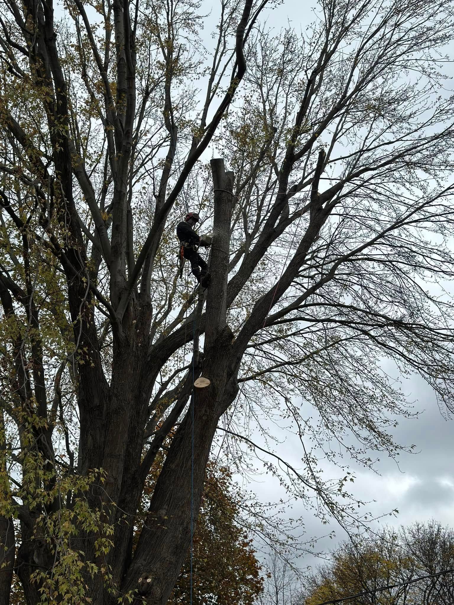 An arborist harnessed high in a tree, cutting branches with a chainsaw against a cloudy sky.