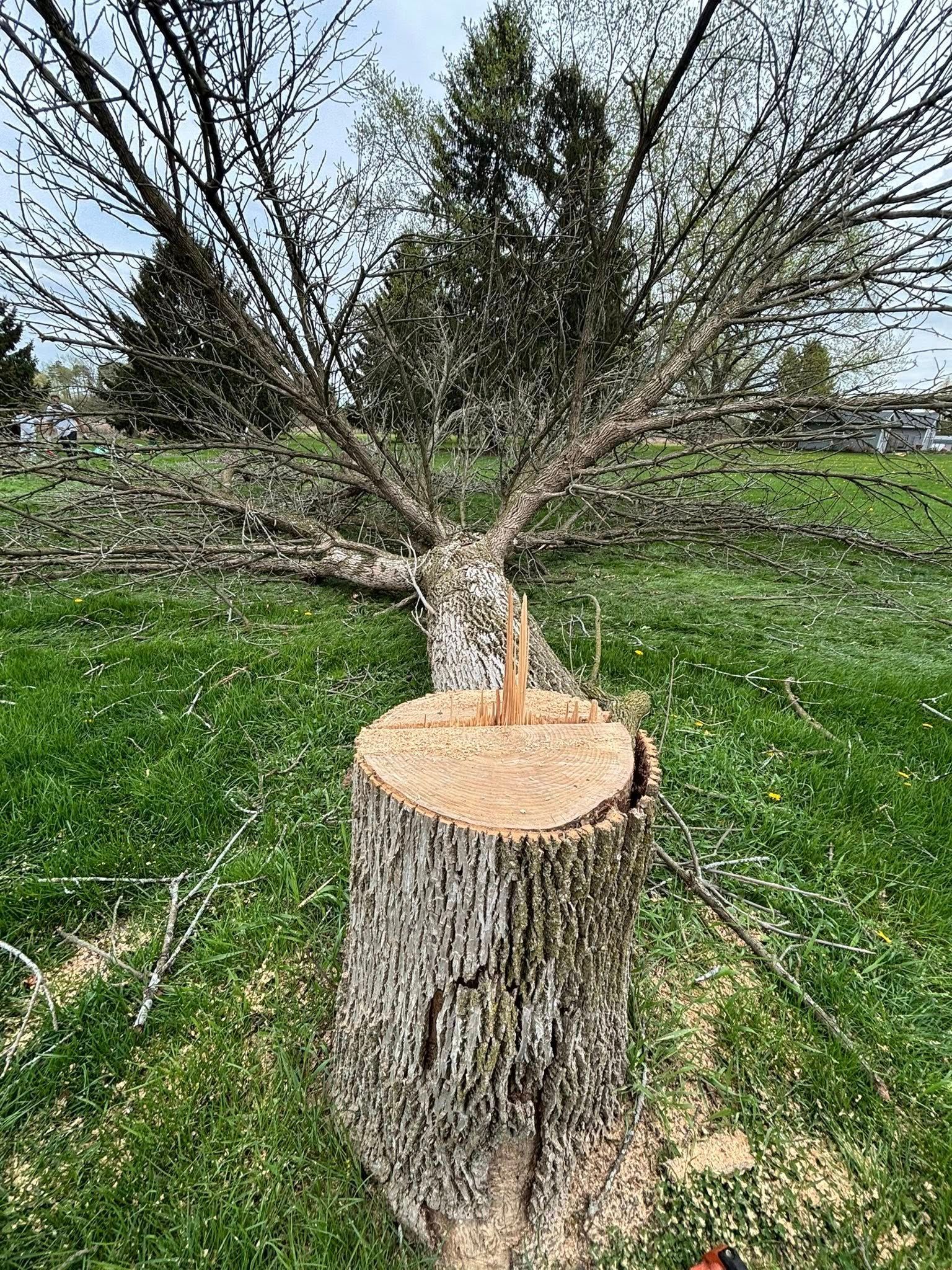 A tree trunk freshly cut with a chainsaw, with the rest of the tree lying on the grass in the background.