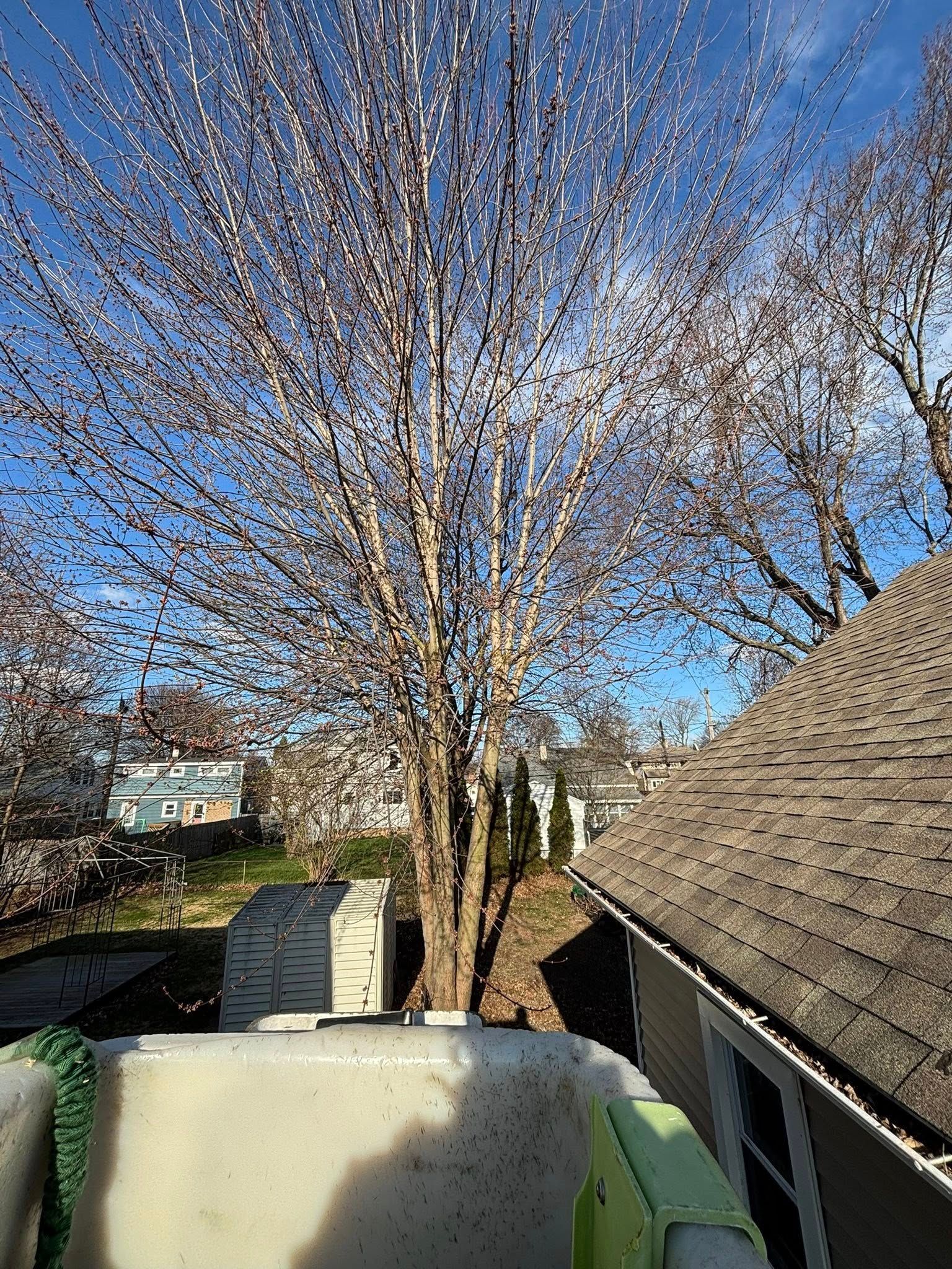 A large, blooming tree with many small white flowers stands next to a house roof under a clear blue sky.