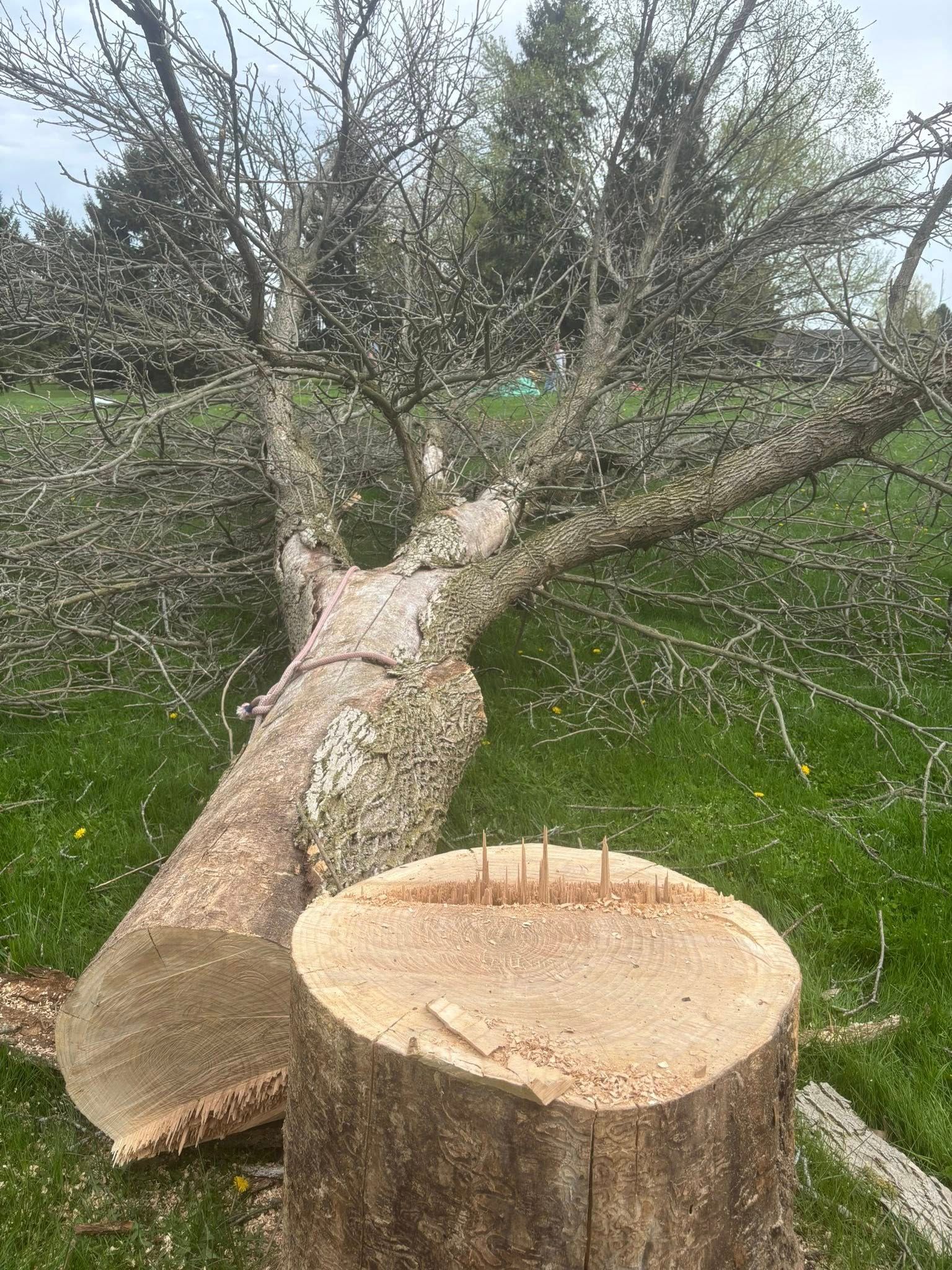 A freshly cut tree stump in the foreground with the large fallen trunk and branches lying in a grassy field behind it.