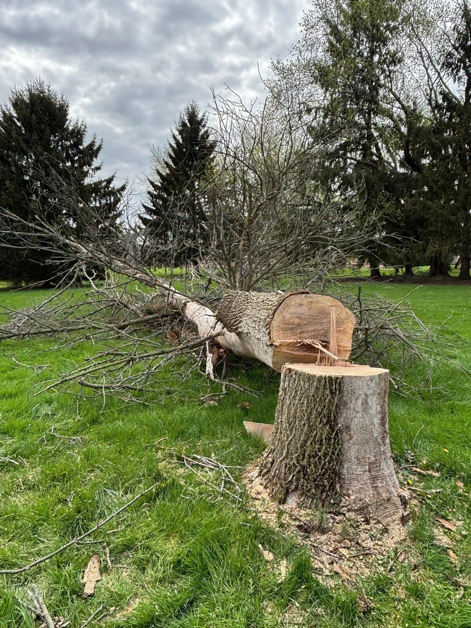 A freshly cut tree lying on its side in a grassy field next to a remaining tree stump under a cloudy sky.