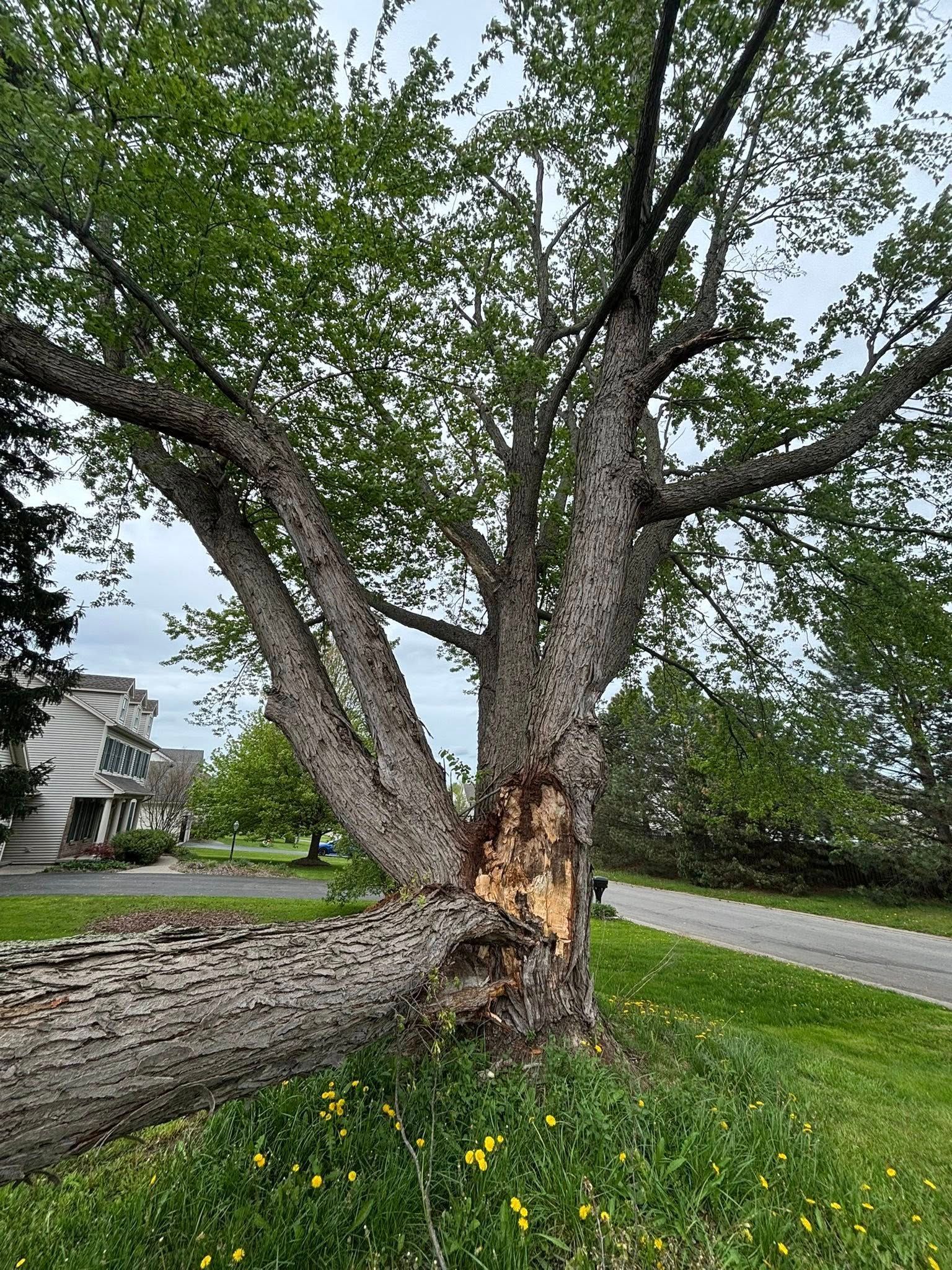 A large tree in a grassy yard has split and partially fallen, revealing raw wood at the point of the break.