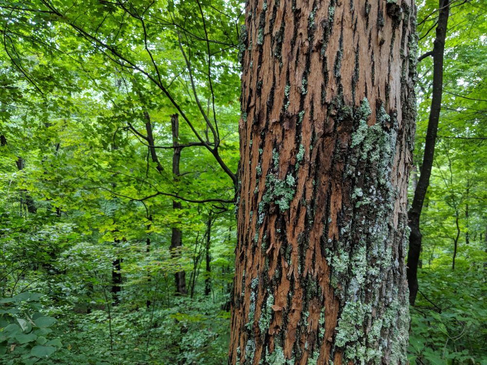 A close-up view of a tree trunk with deep, vertical orange and brown bark patterns, surrounded by a lush green forest.