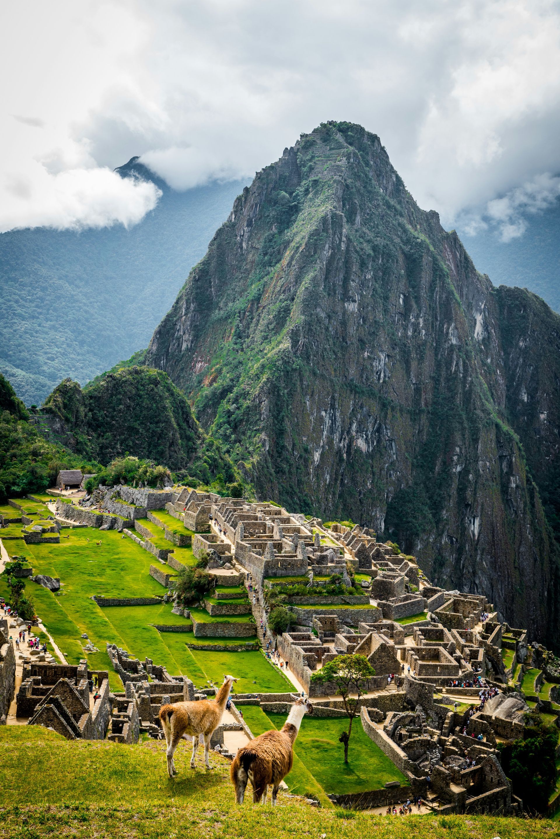 Ancient stone ruins on green terraces with llamas and a steep mountain peak in the background