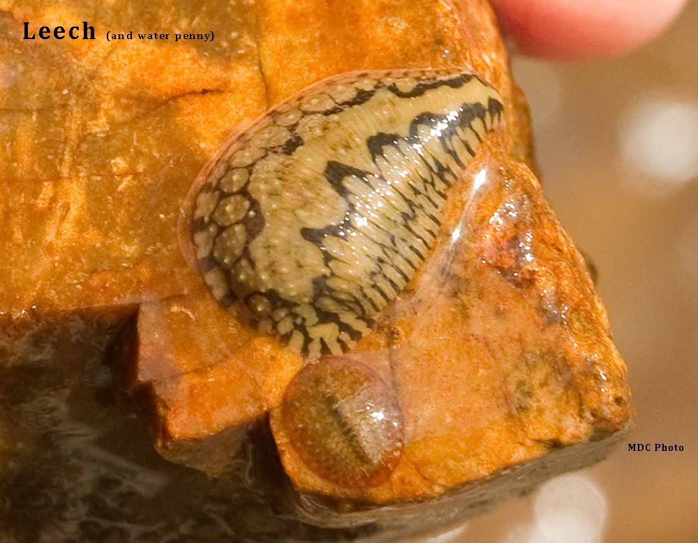 River and Stream Macroinvertebrates | Missouri Stream Team