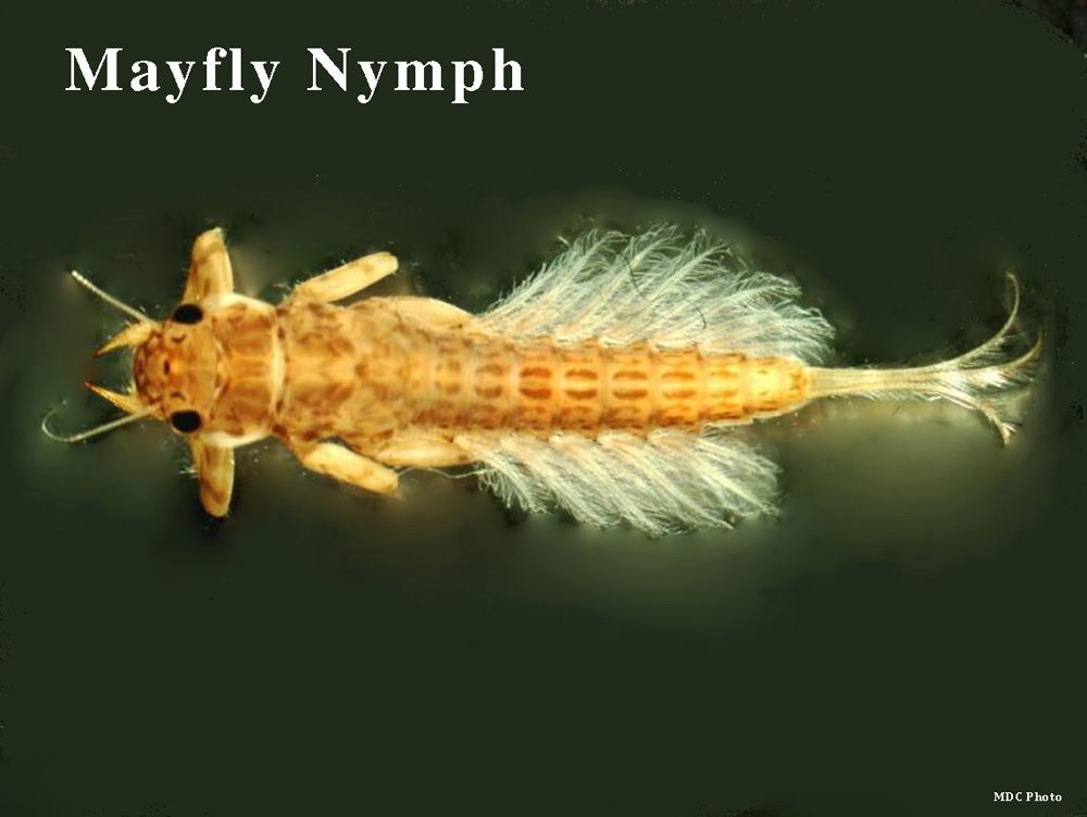 River and Stream Macroinvertebrates | Missouri Stream Team