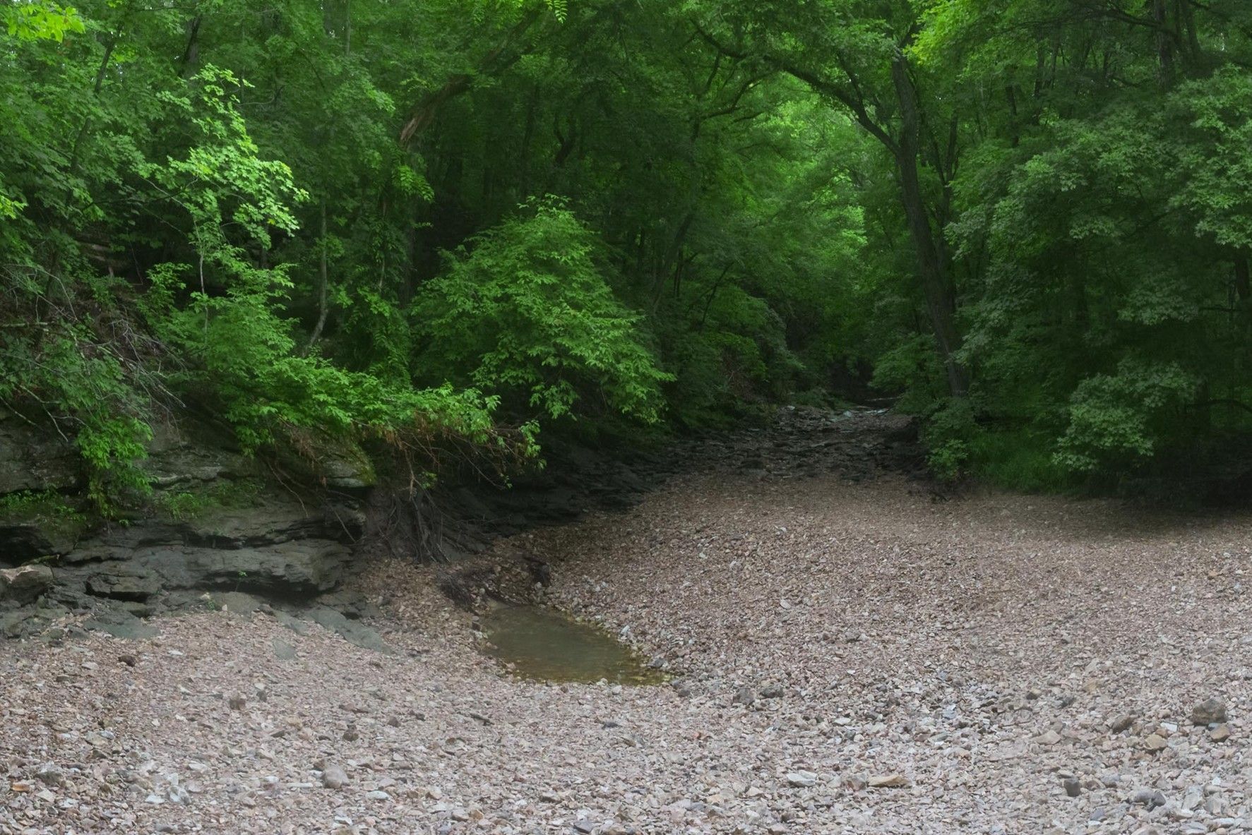 Green wooded stream bank with a gravel path and dense trees overhead