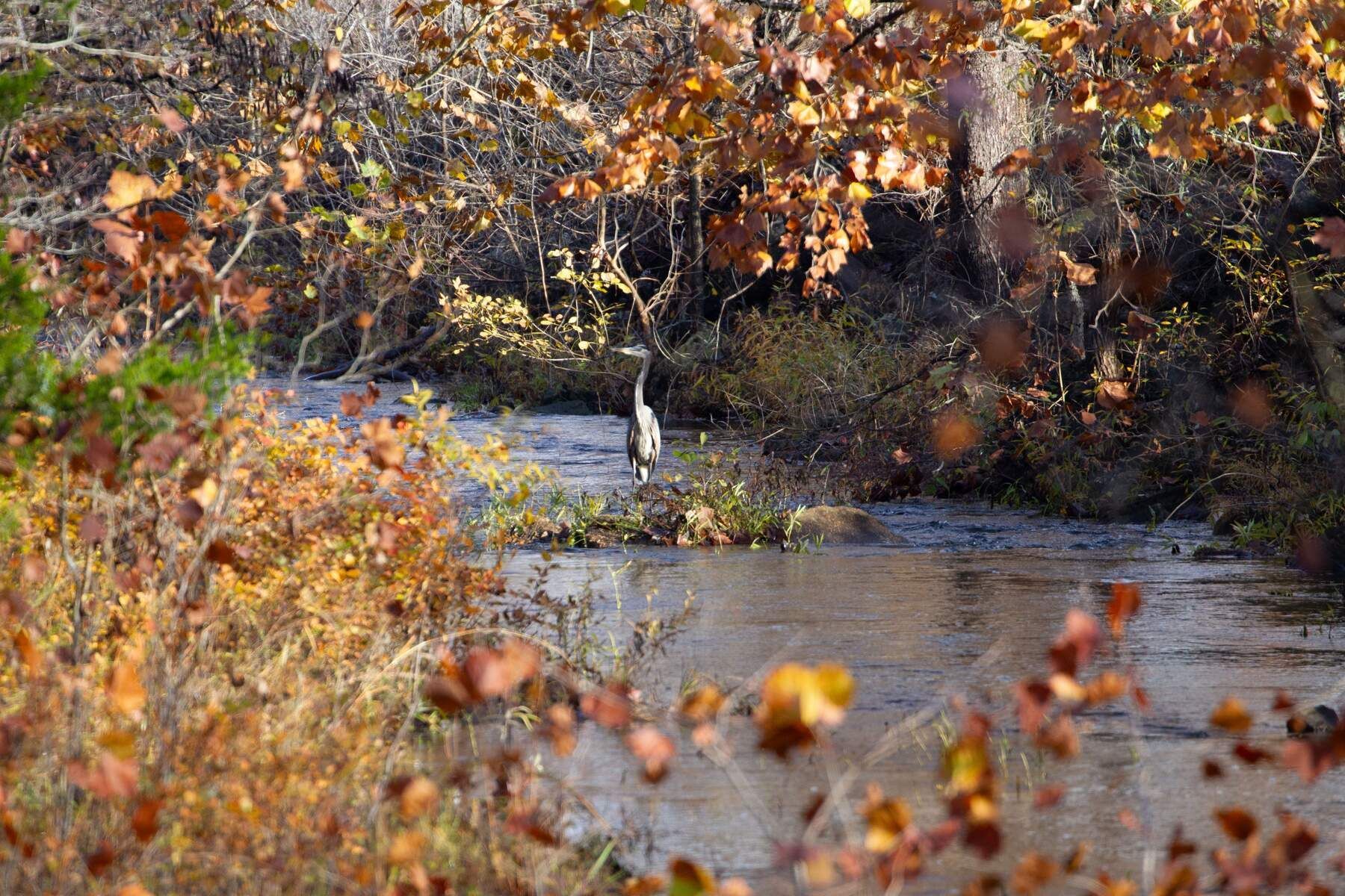 Wetland scene with autumn foliage and a heron standing in shallow water