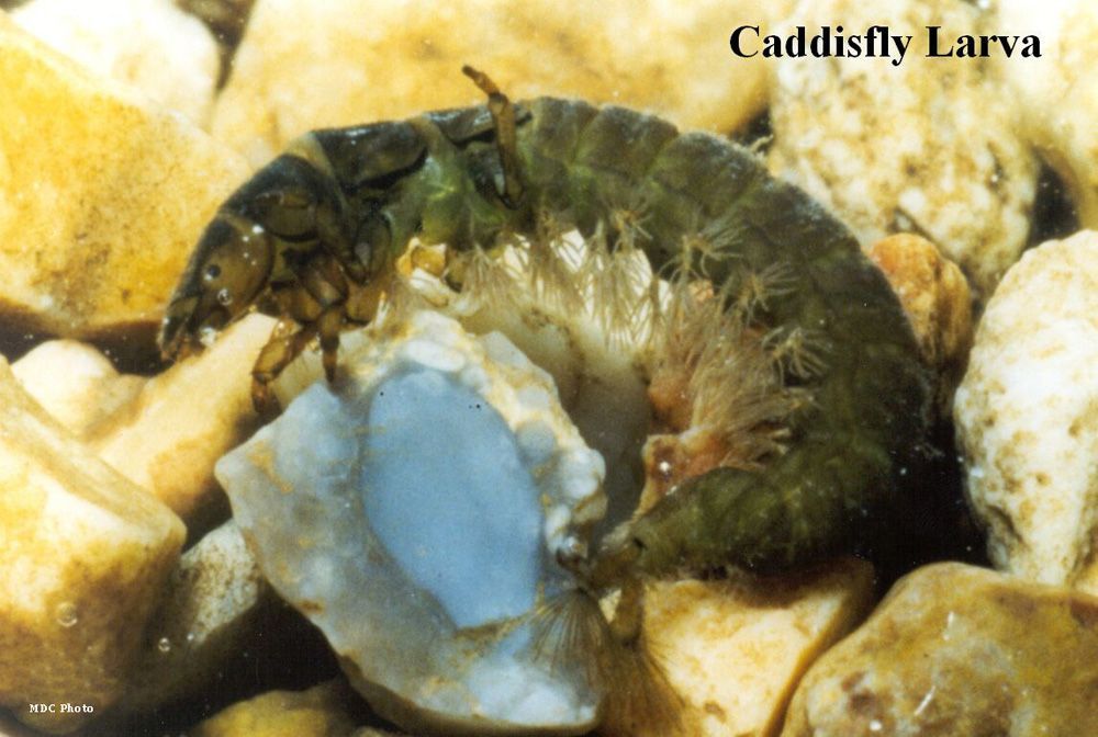 A larva of a caddisfly is laying on some rocks