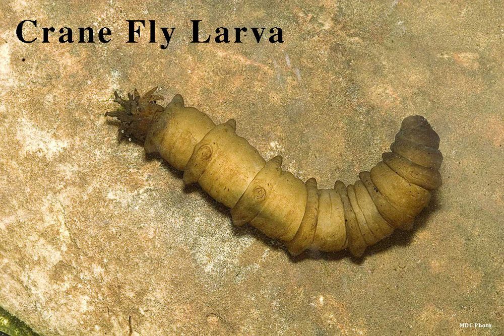 closeup of a crane fly larva