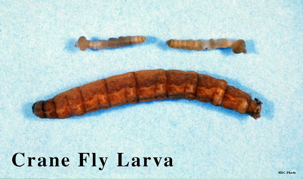 closeup of a crane fly larva