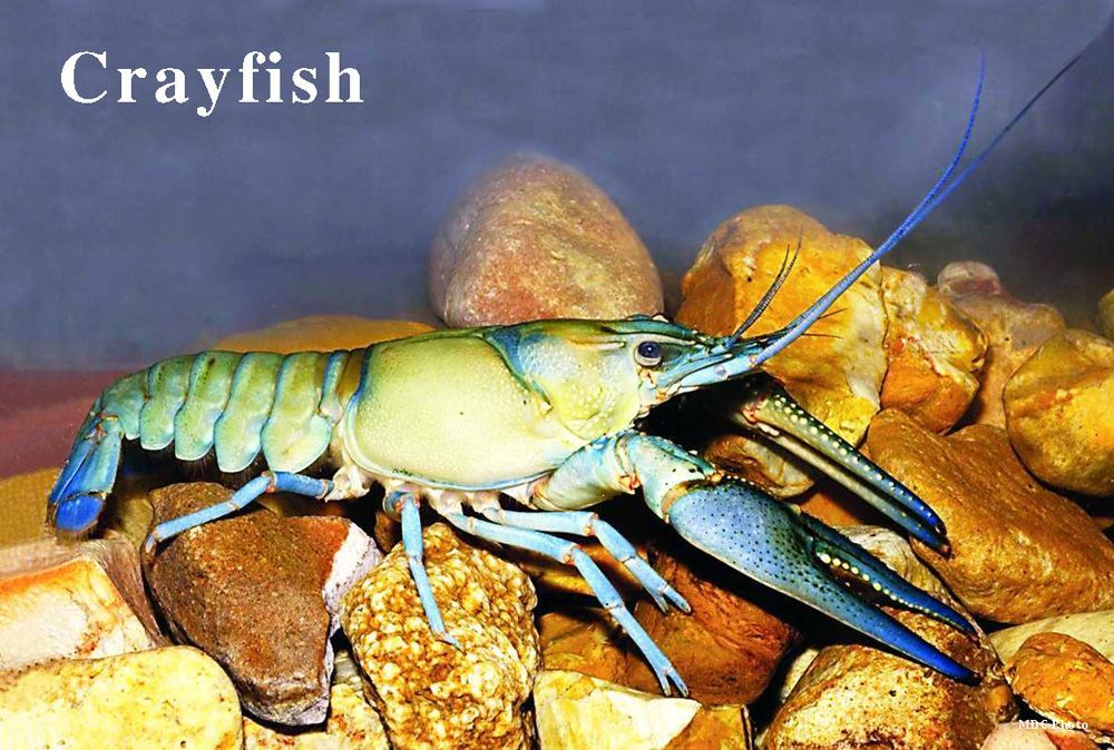 closeup of a crayfish