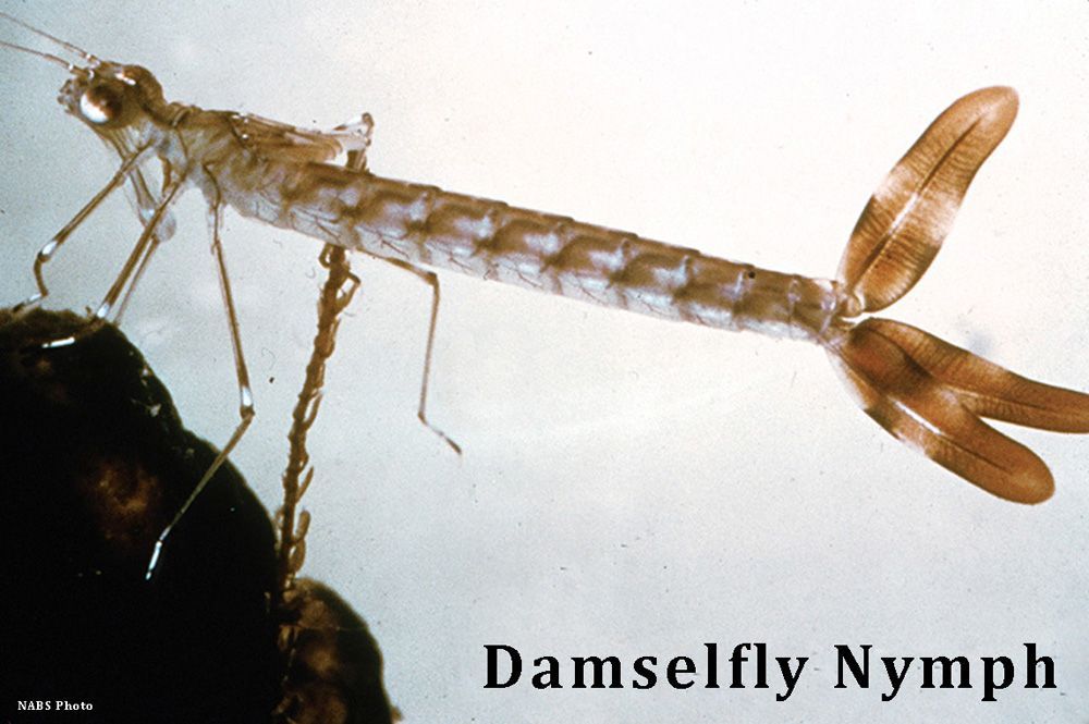 closeup of a damselfy nymph