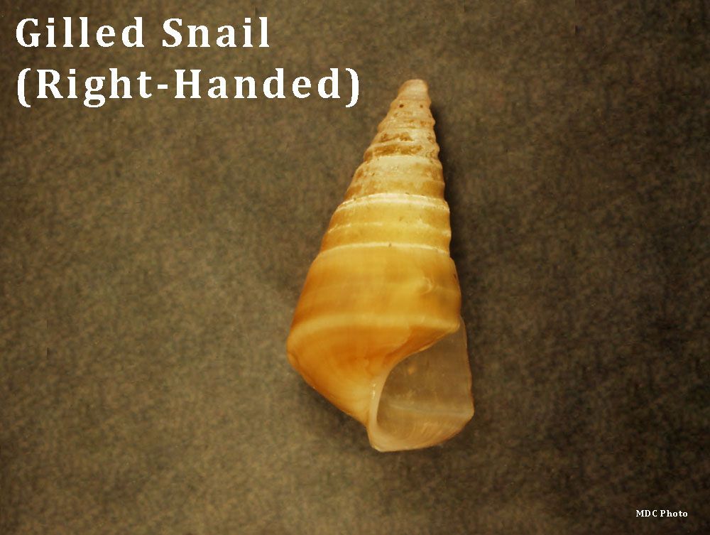 A picture of a gilled snail that is right handed
