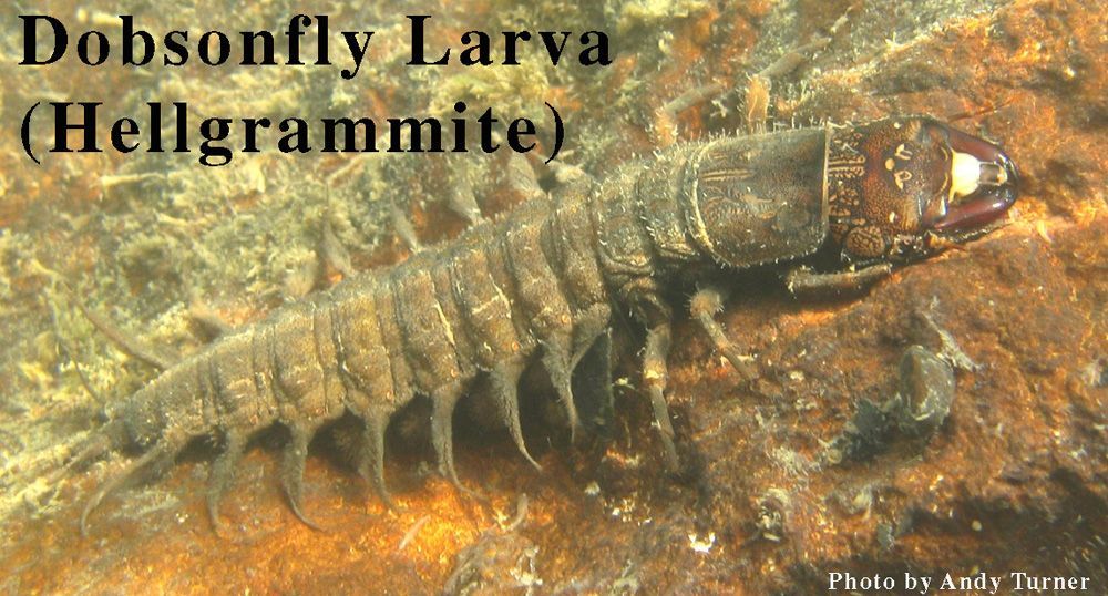 A larva of a dobsonfly is swimming in the water