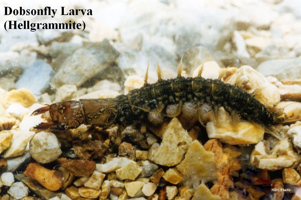 A dobsonfly larva is laying on a pile of rocks