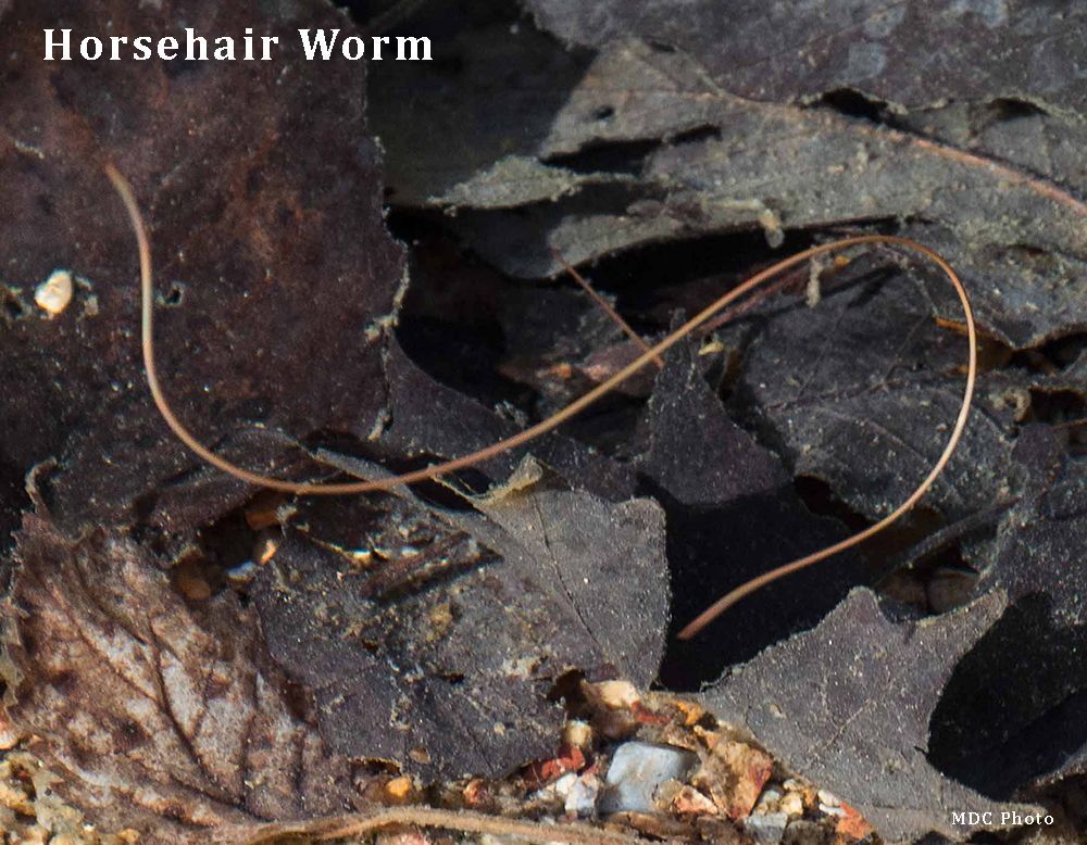 closeup of an aquatic worm