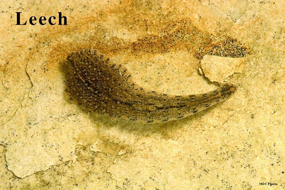 A fossil of a leech is on a white surface