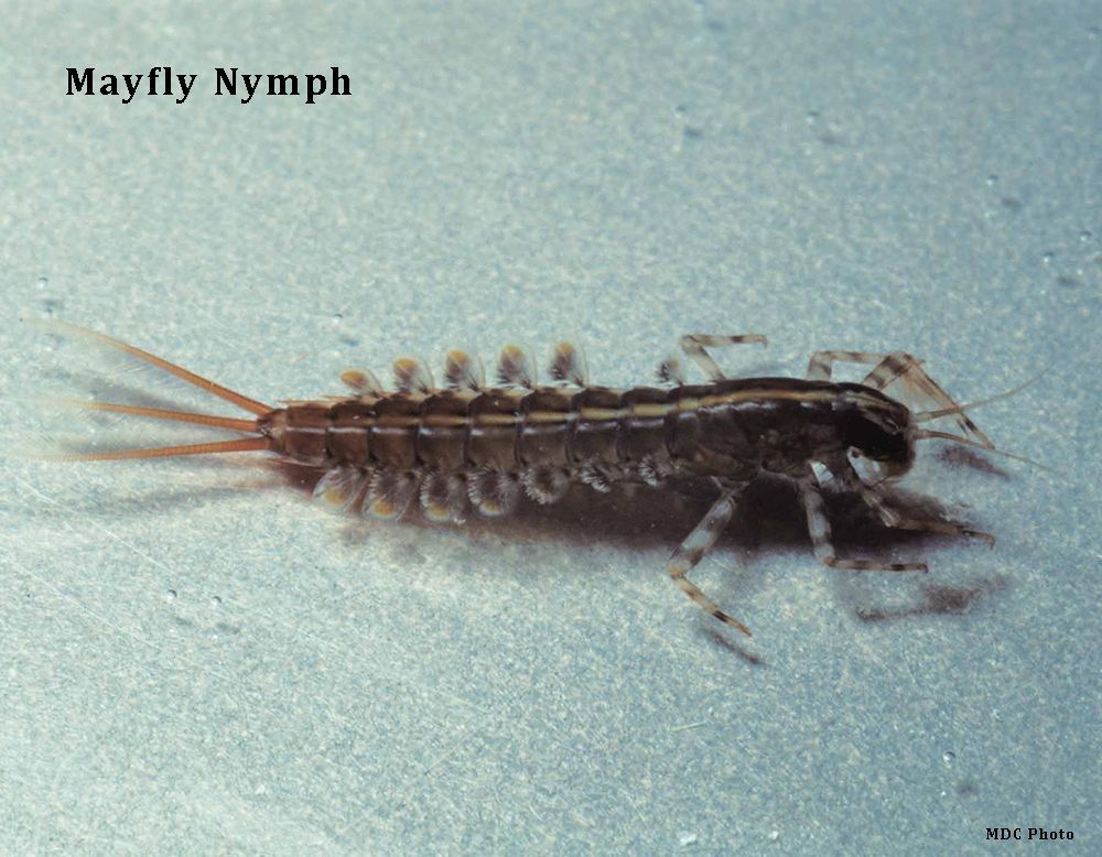 A mayfly nymph is shown in a close up.
