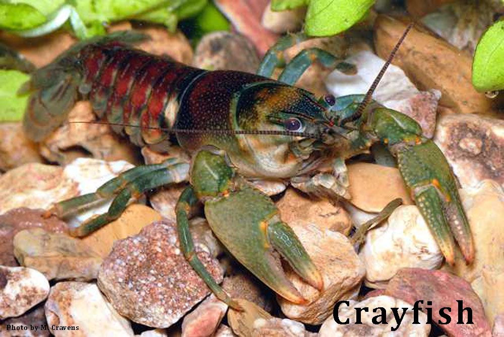 closeup of a crayfish