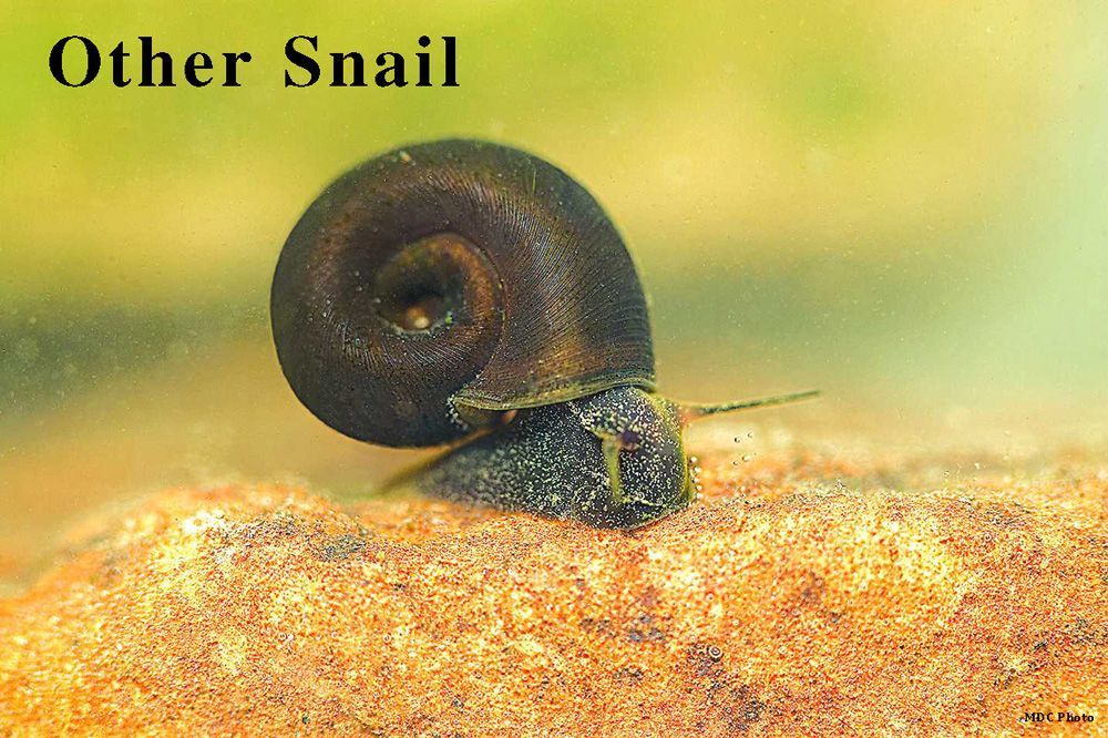 A small black snail is crawling on a rock.