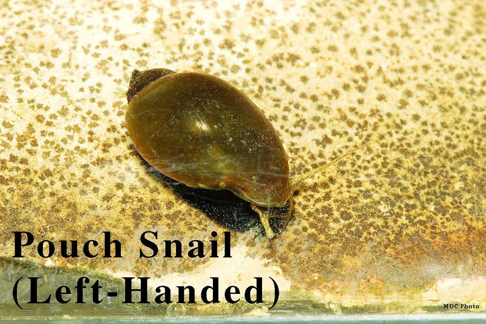 A pouch snail is left handed and is crawling on a surface.