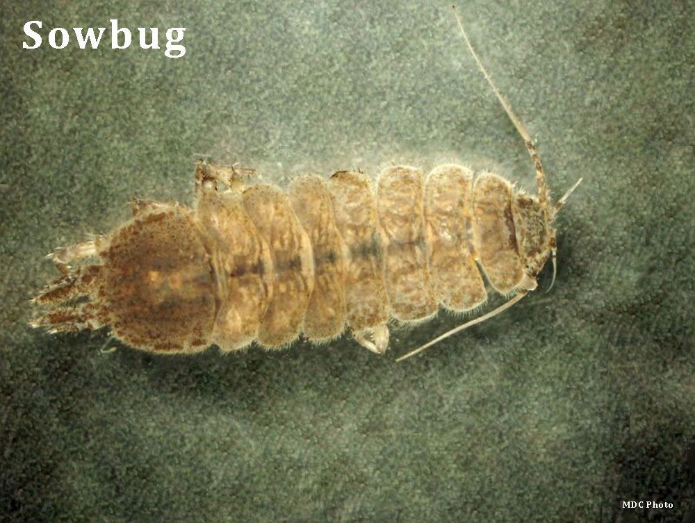 A close up of a sowbug on a gray surface.