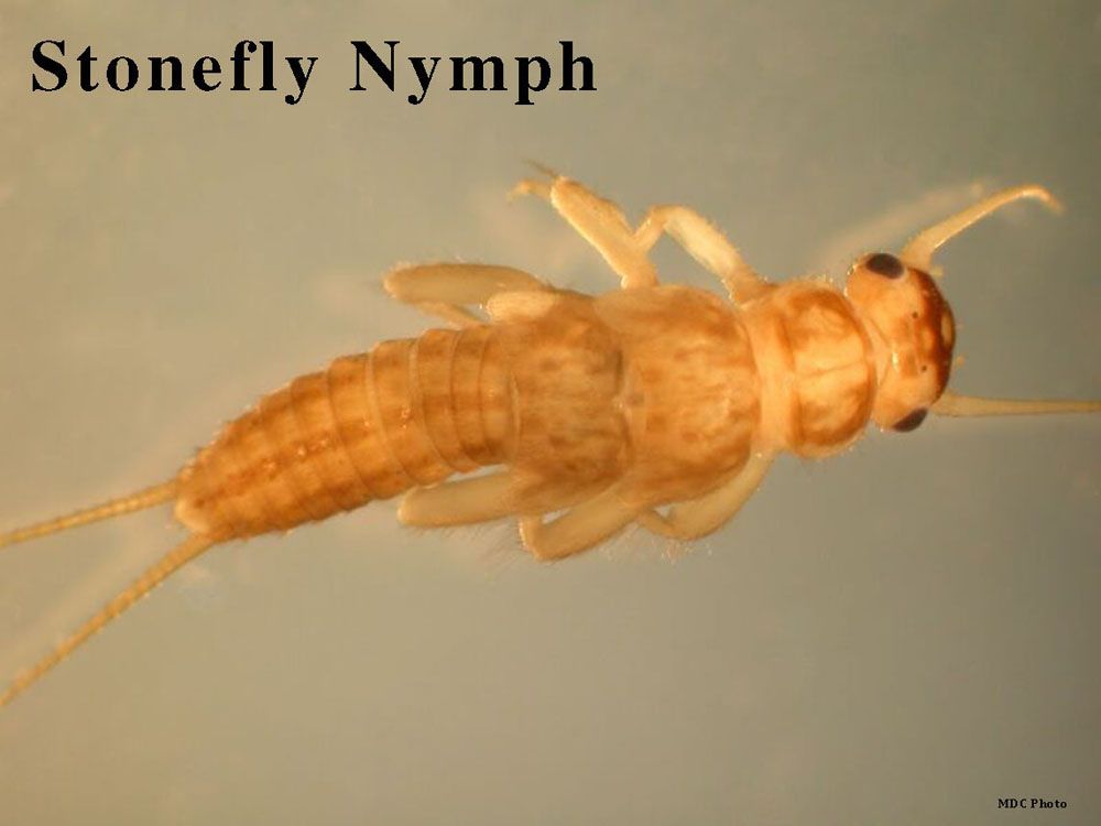 A close up of a stonefly nymph with the caption stonefly nymph