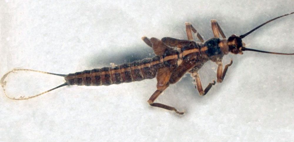 A small brown bug with a long tail is sitting on a white surface.