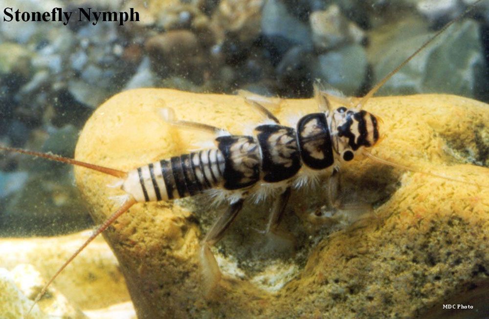 A stonefly nymph is sitting on a rock in the water.