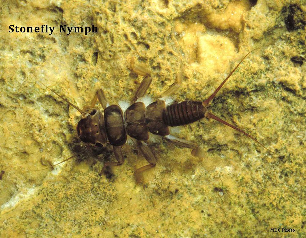 A close up of a stonefly nymph on a rock.