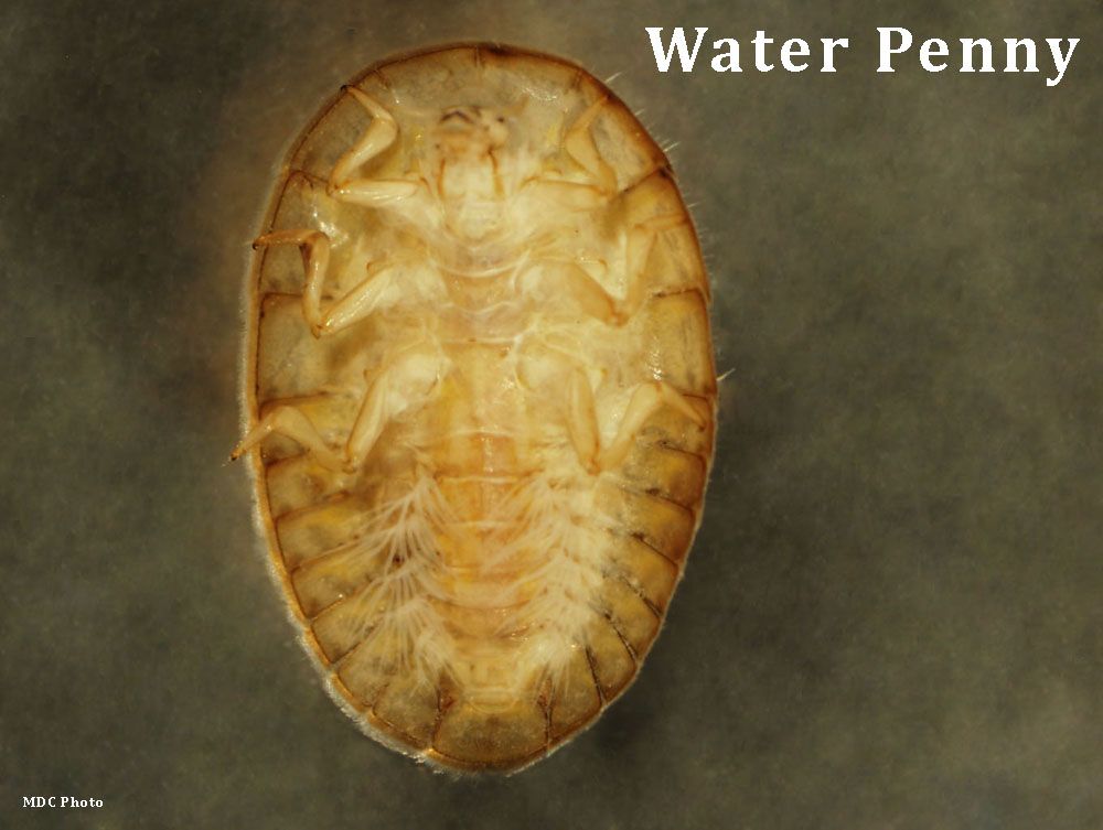 River and Stream Macroinvertebrates | Missouri Stream Team