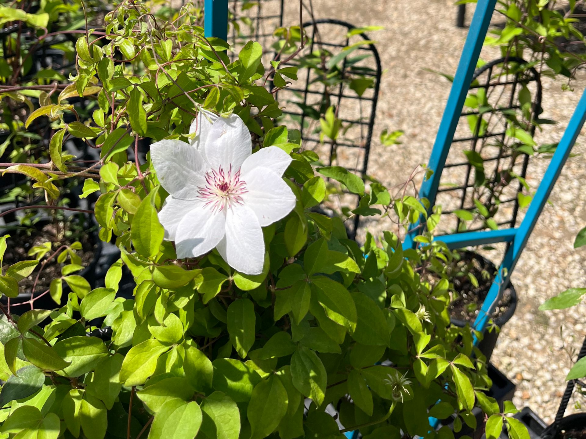 White flower blooming on a green leafy vine beside a blue trellis outdoors