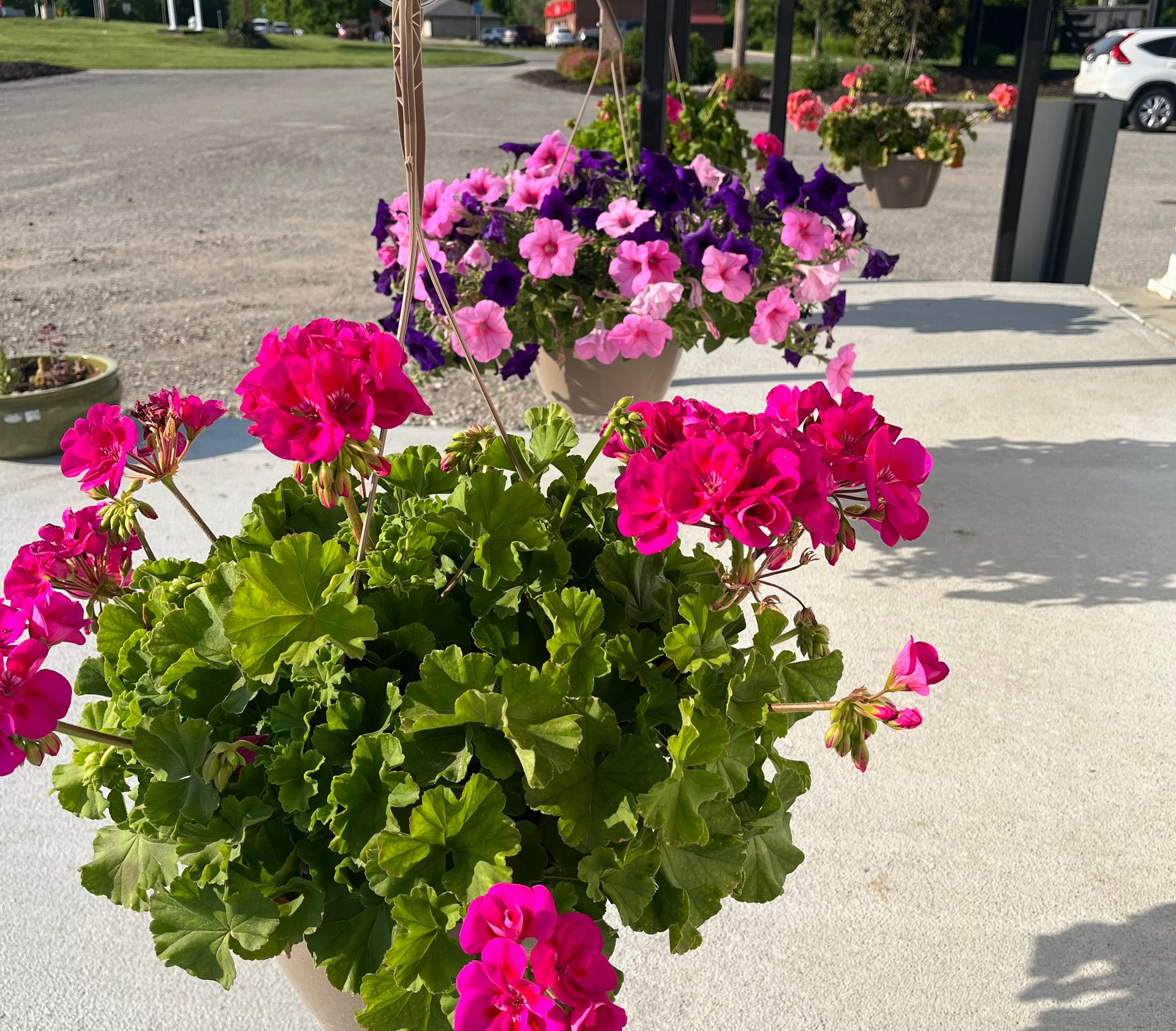 Two hanging baskets of bright pink and purple flowers on a sidewalk near a street and parked car