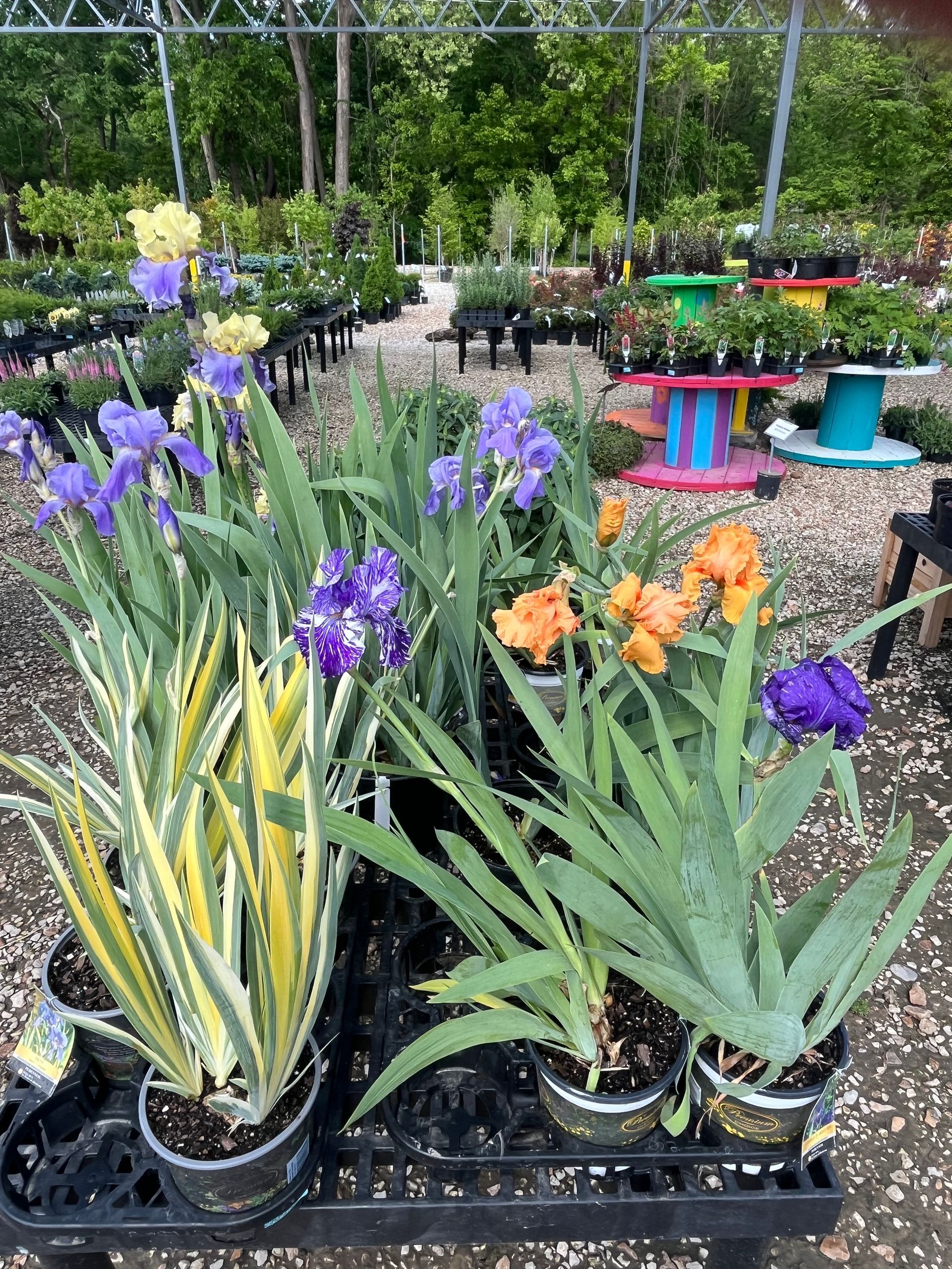 Potted purple and orange irises on a display table in a garden center
