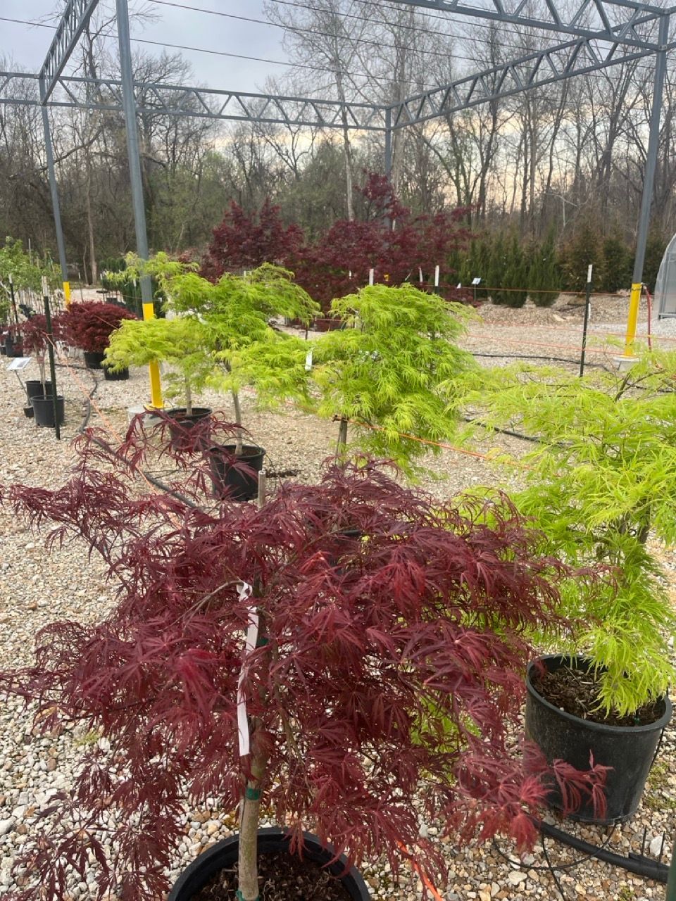 Potted maple trees in a nursery, with red and green foliage in rows outdoors