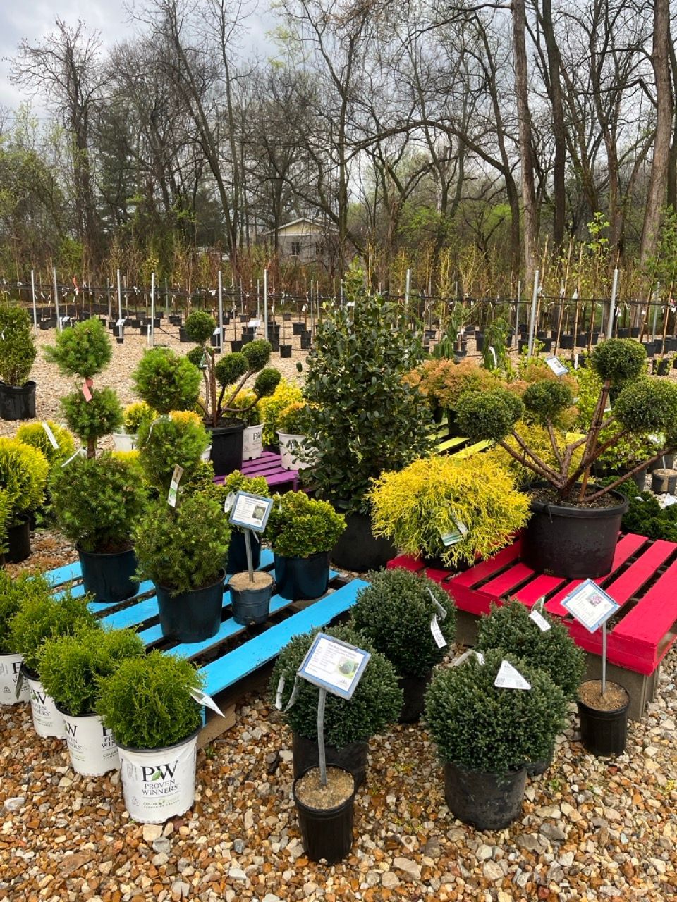 Potted shrubs and small trees displayed outdoors in a garden center with colored plant stands