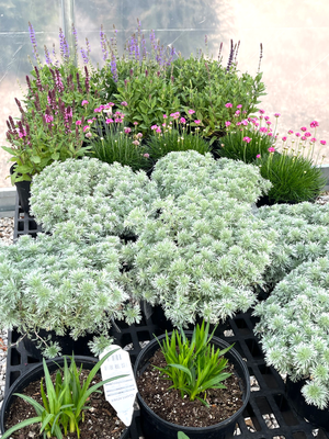 Potted flowering shrubs and herbs in a plant nursery, with purple blooms and silver-green foliage