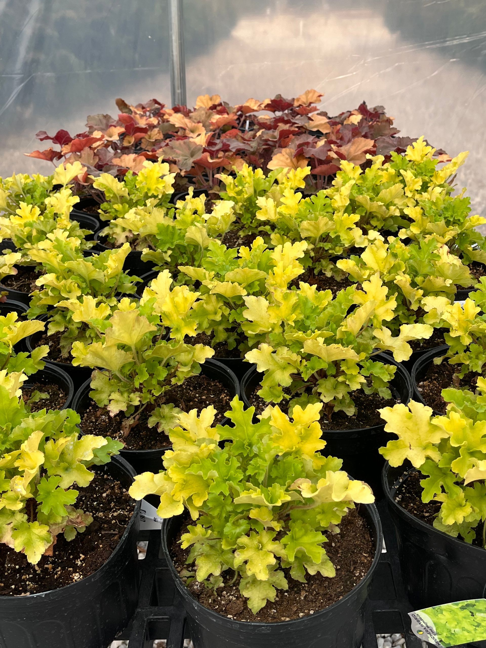 Potted yellow-green and burgundy foliage plants in a greenhouse nursery