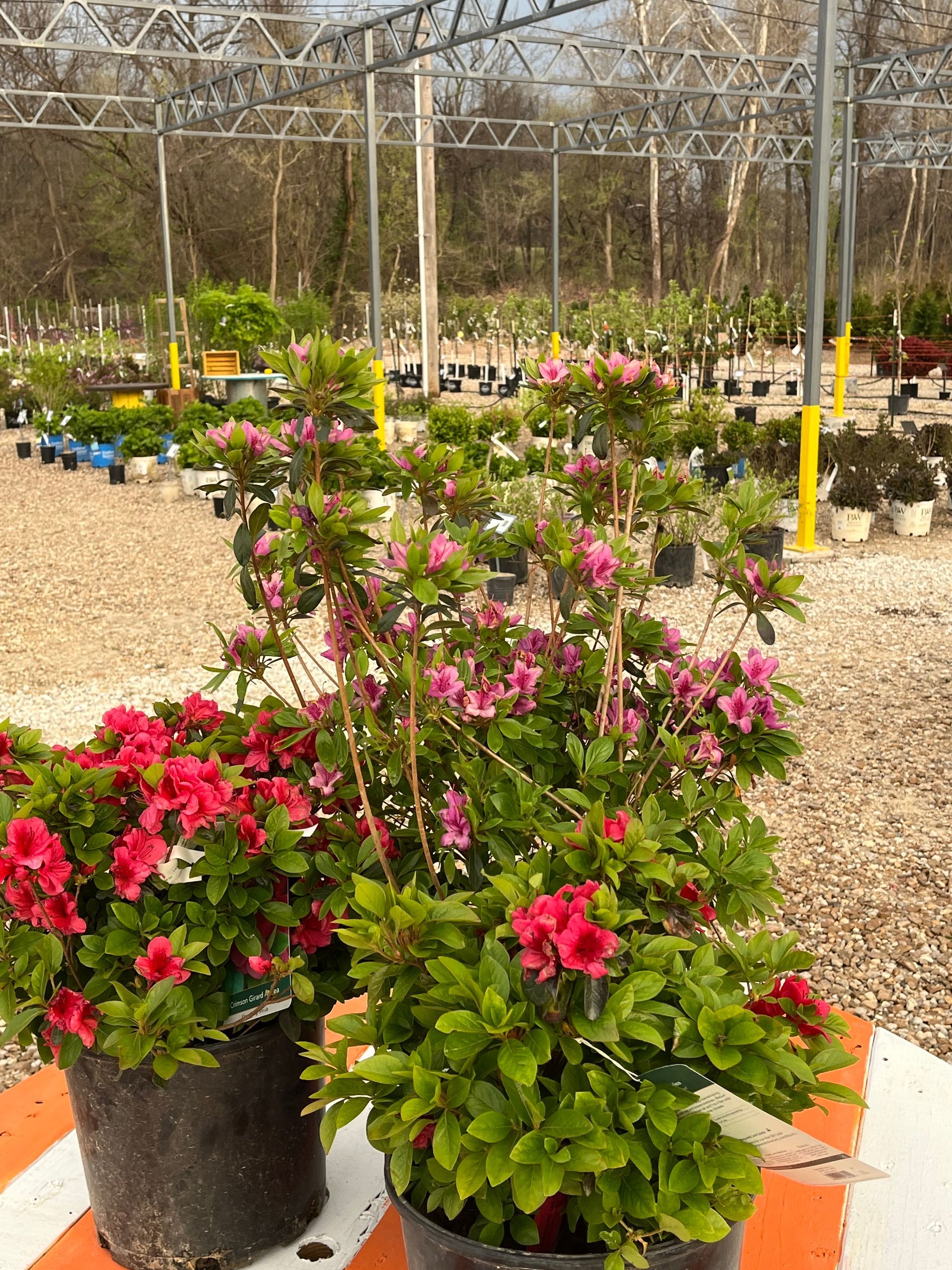 Potted pink and red flowering plants in a nursery under a metal shade structure