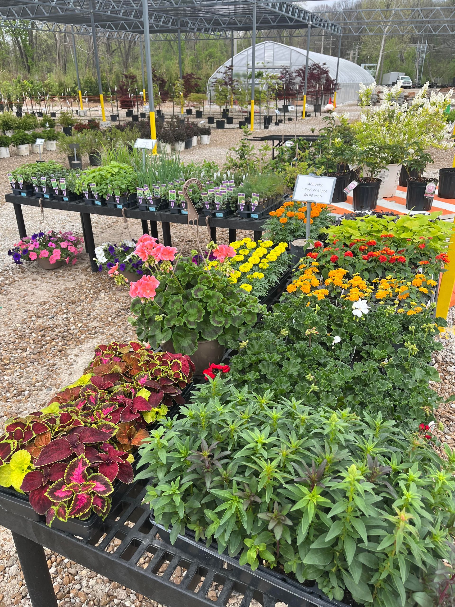 Colorful potted flowers and plants displayed in a greenhouse garden center aisle