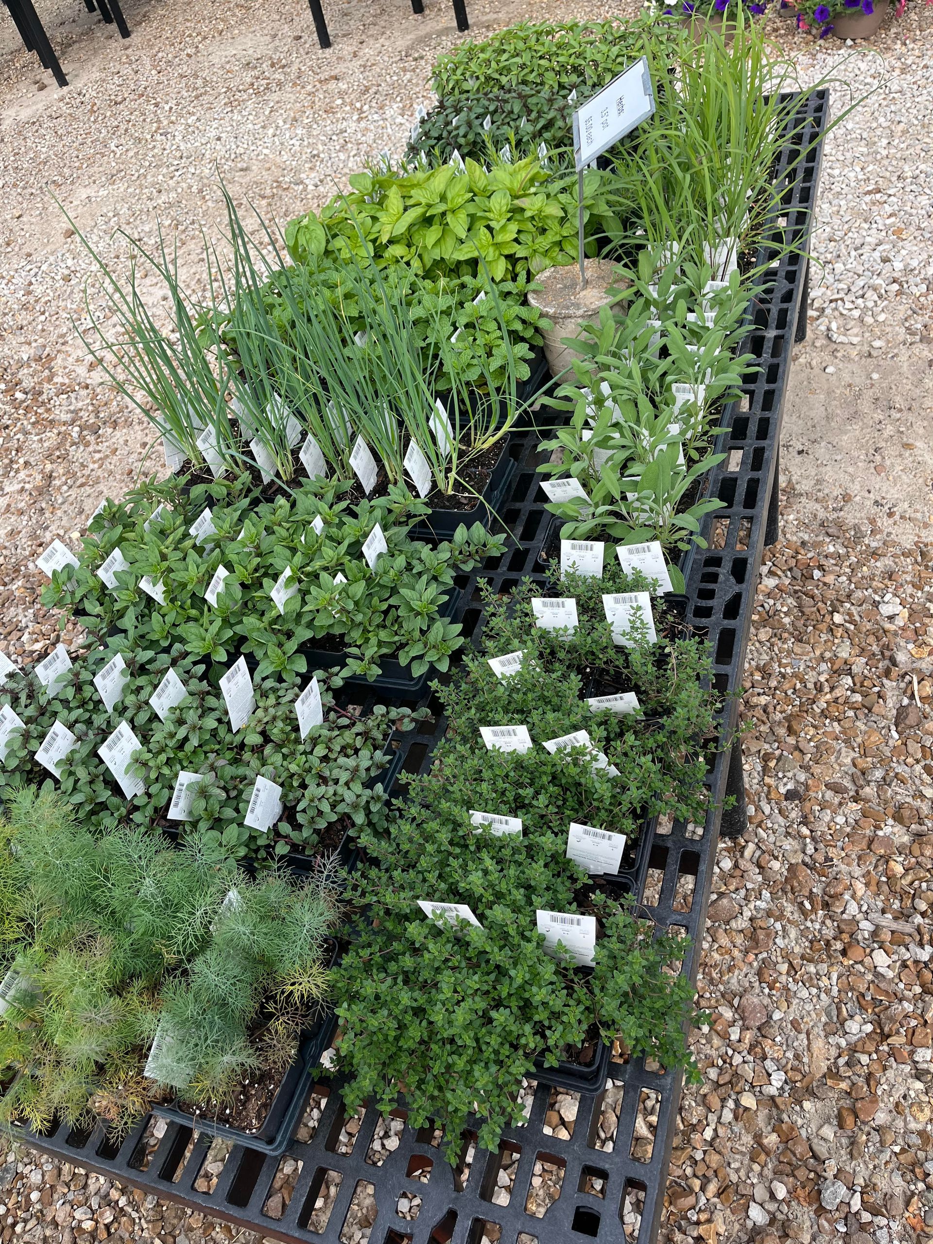 Potted seedlings and herbs arranged in a black nursery tray on gravel outdoors