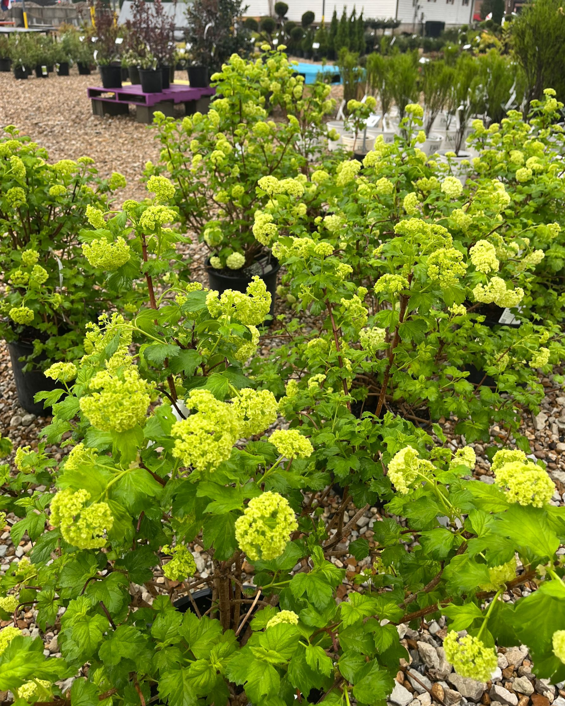 Bright green flowering shrubs in a garden with gravel paths and landscaped beds