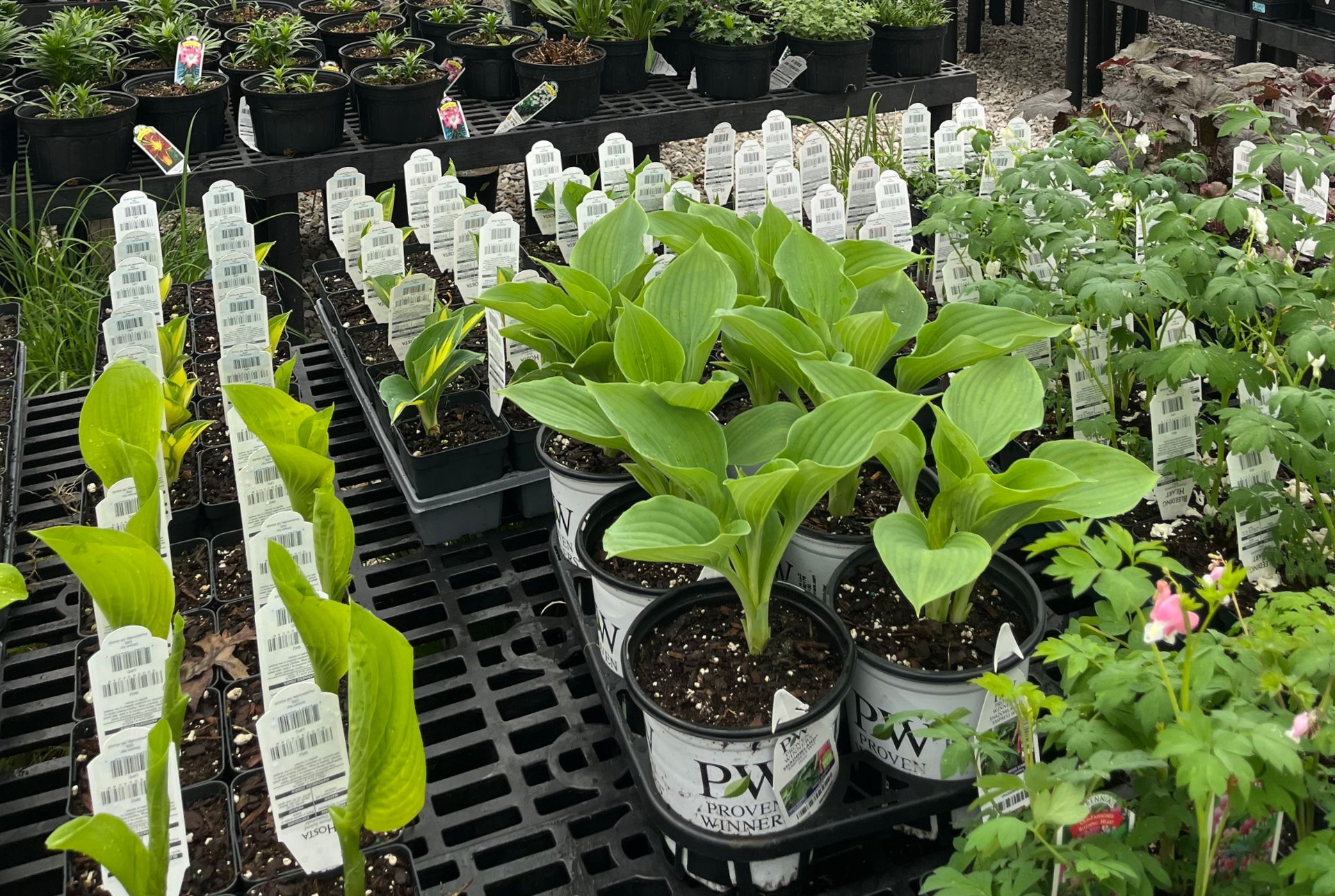 Potted green plants in a nursery greenhouse with rows of seedlings and labels