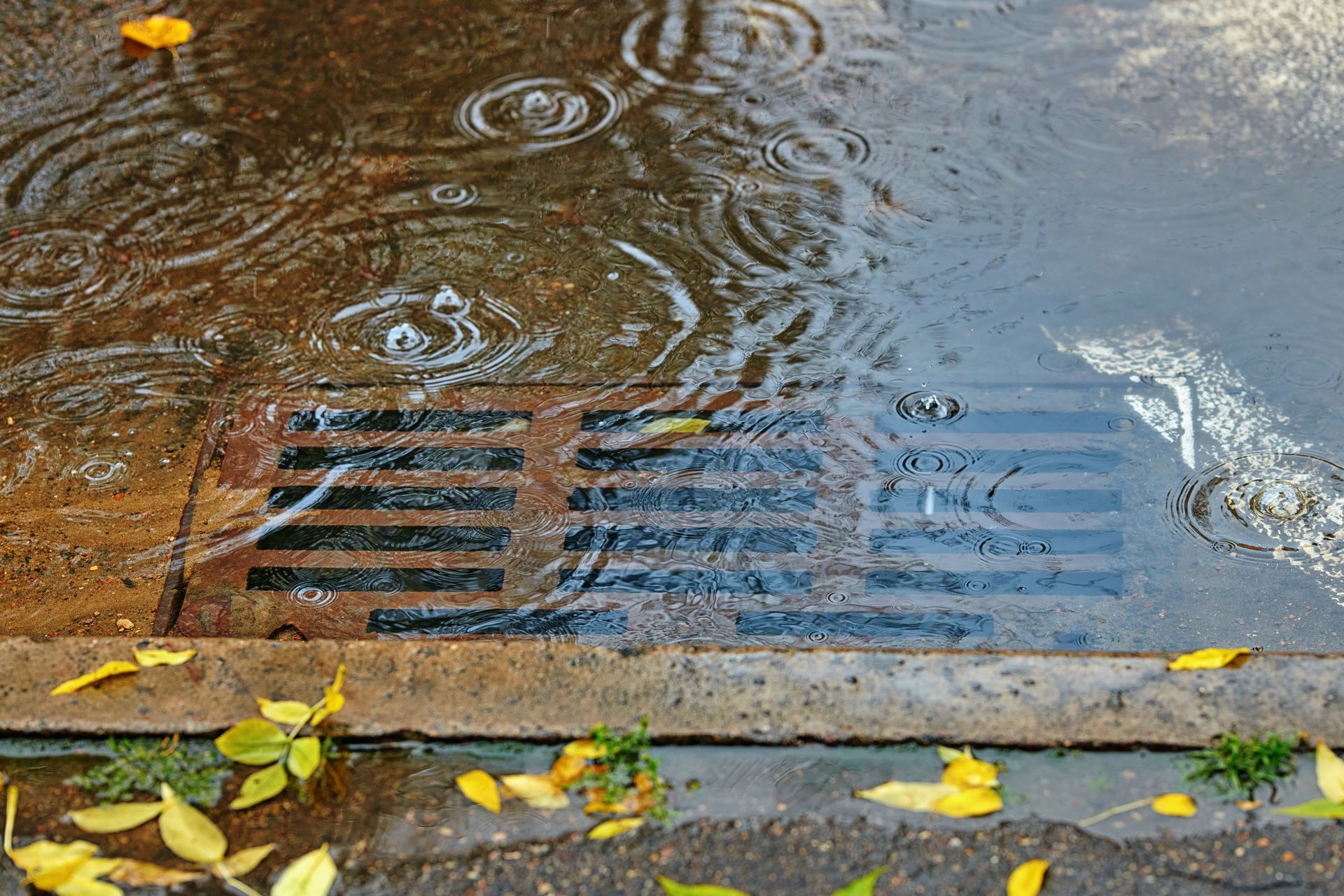 A blocked street drain with leaves in a city on a rainy day. A blocked street drain with leaves in a city on a rainy day.