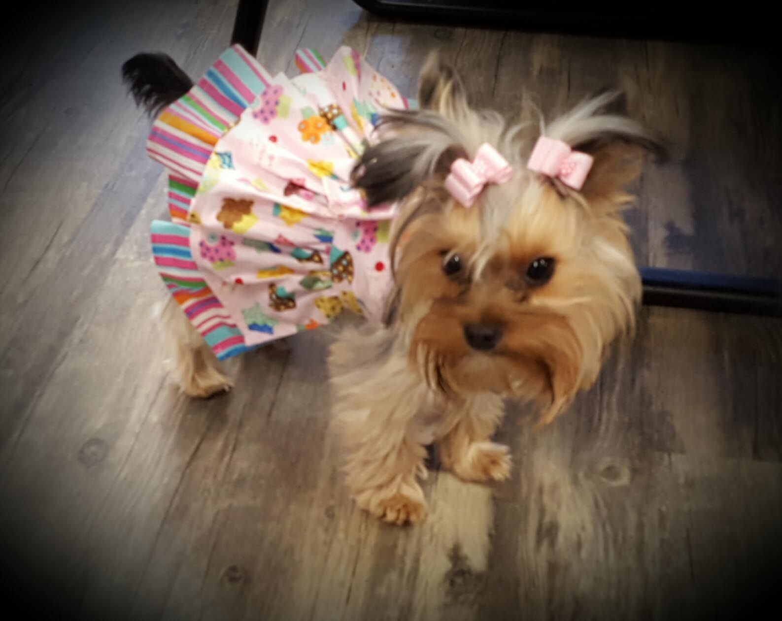 A small dog wearing a dress with a pink bow