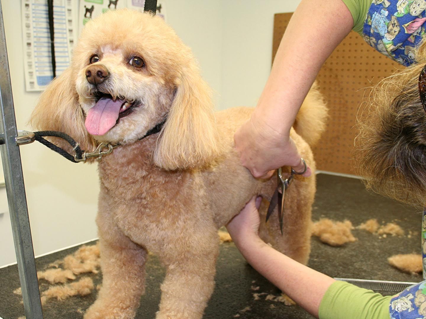 A woman is grooming a small poodle in front of a mirror.
