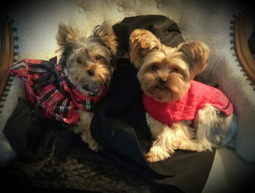 Two small dogs wearing sweaters are sitting next to each other